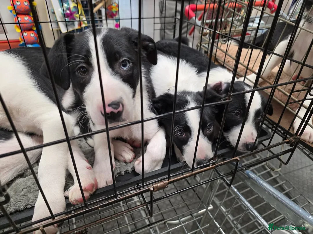 Border Collie dogs for sale: Working Border Collie puppies  - Advert 6