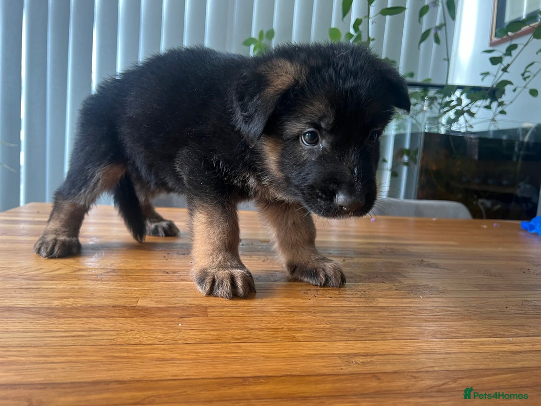 German Shepherd dogs for sale: German Shepherd Pups for Sale  - Image 11