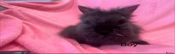 Lionhead rabbits for sale: Mini double maned lionheads  - Advert 9