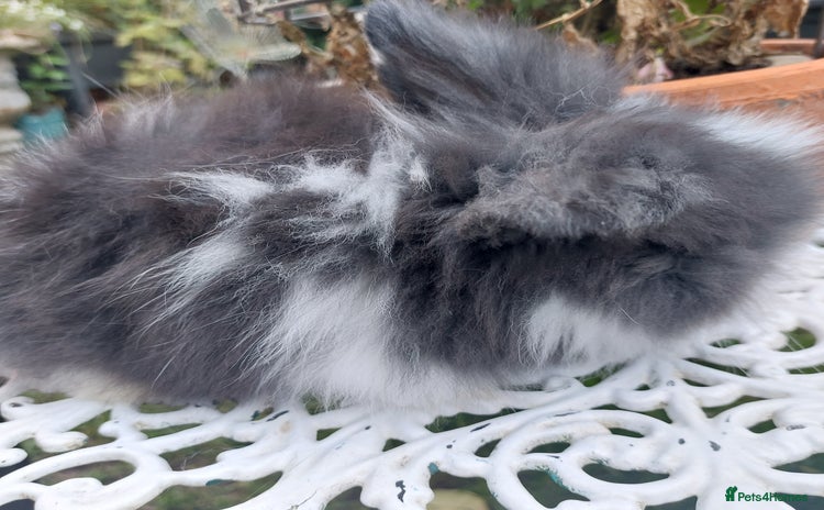 Angora rabbits - Advert 4