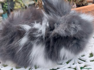 Angora rabbits - Advert 30