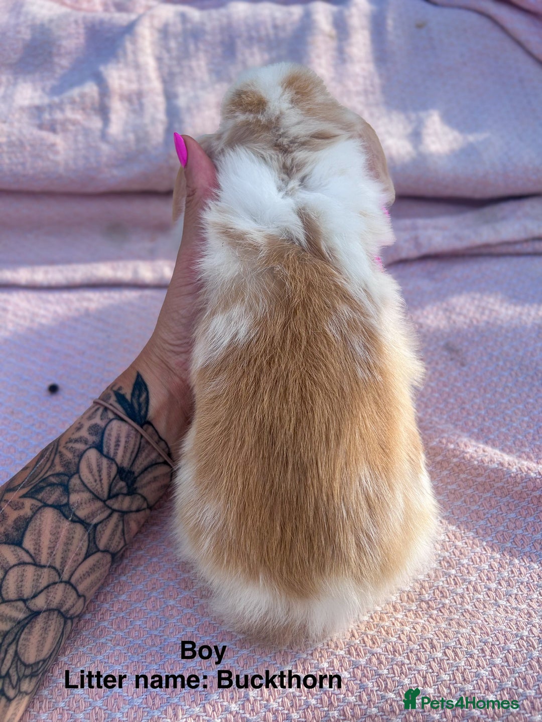 Mini Lop rabbits for sale: Mini lop bunnies  - Image 16