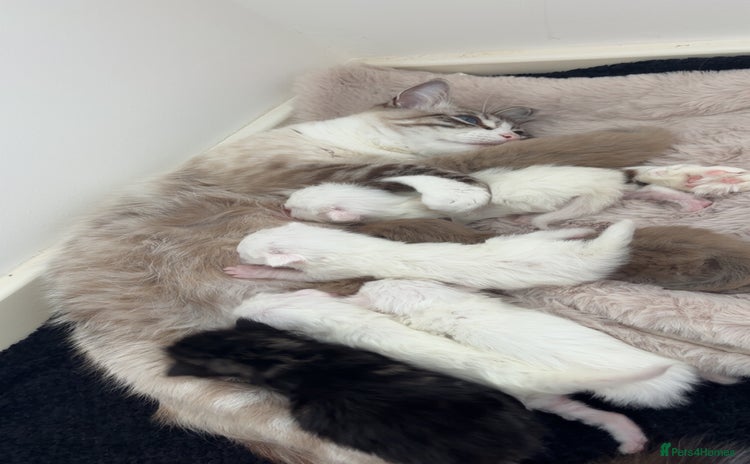 Maine Coon cats - Advert 1
