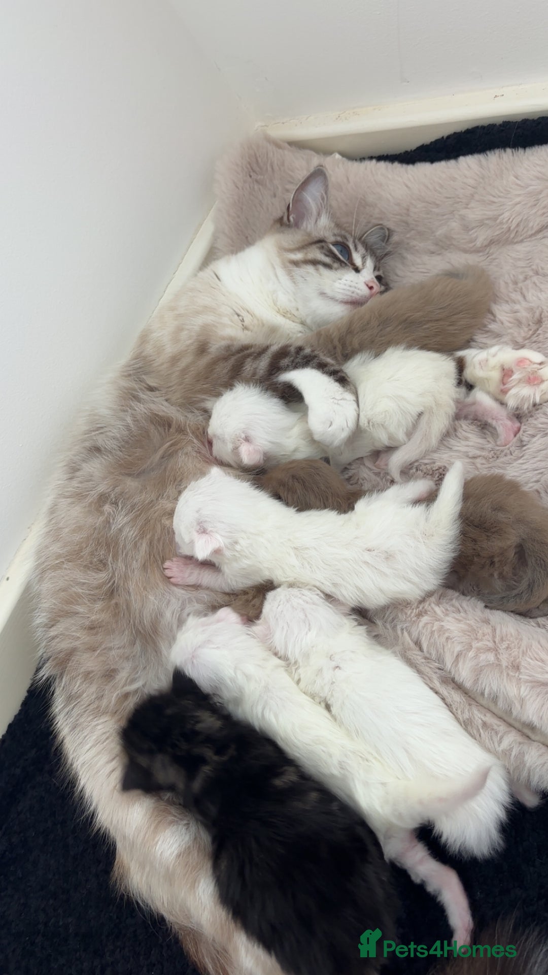 Maine Coon cats for sale: Main coon cross ragdoll  - Image 1