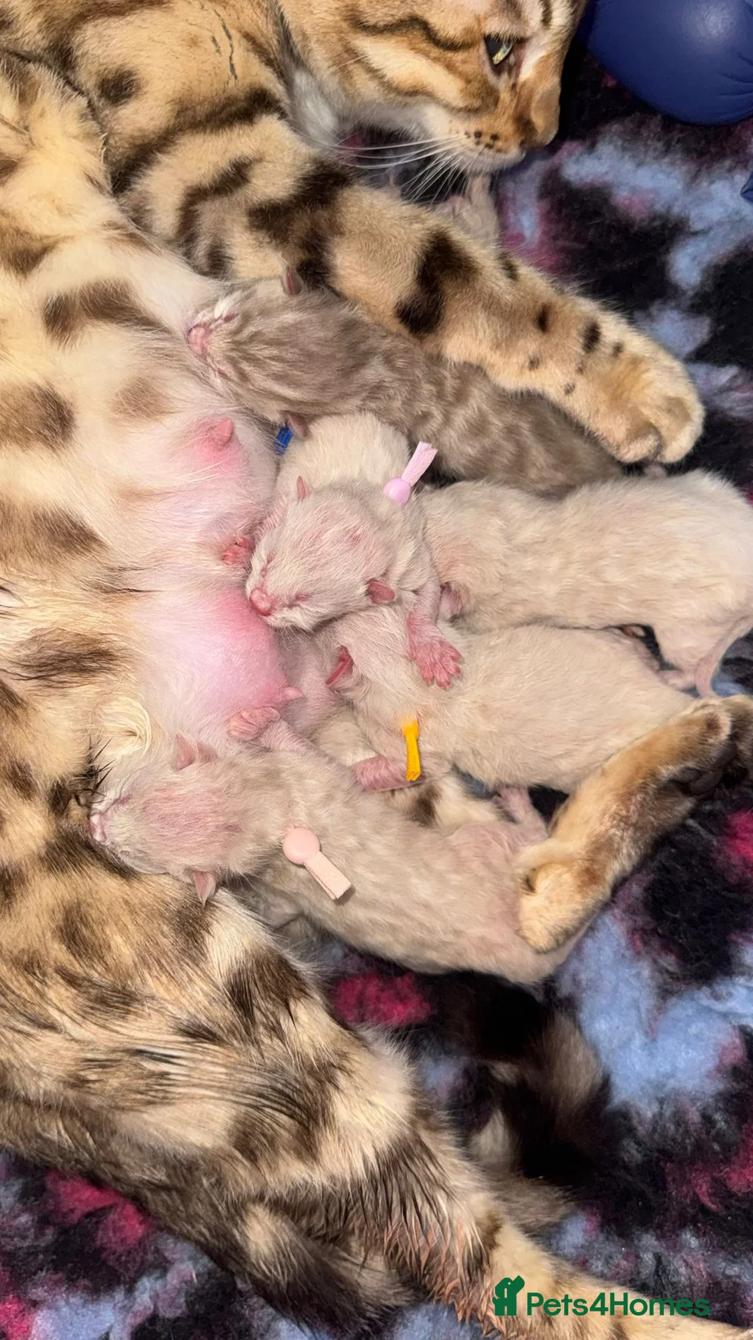 Bengal cats for sale: Our blue eyed girl  - Advert 2