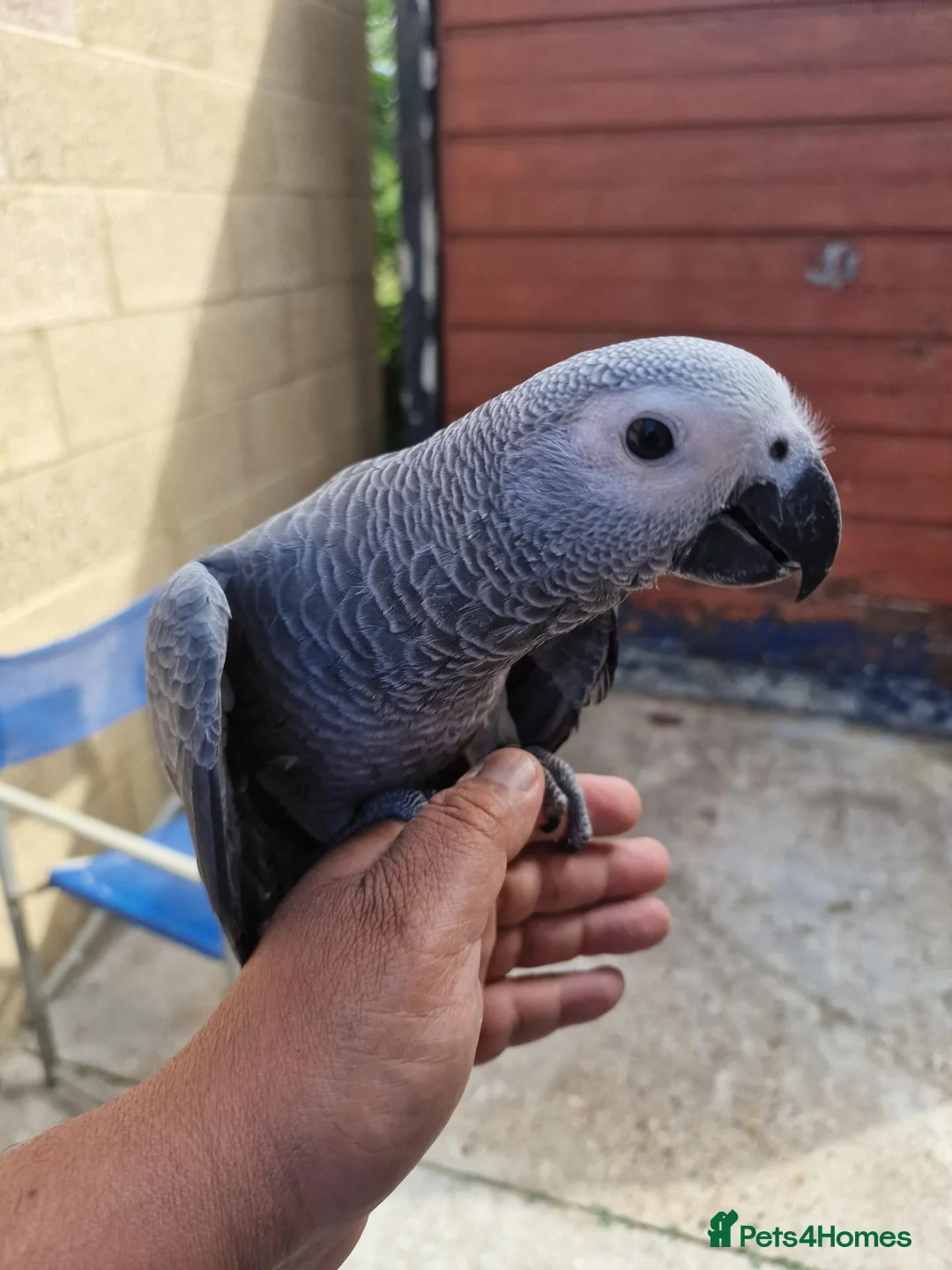 Parrots birds for sale: Super silly tame African Greys  - Advert 2