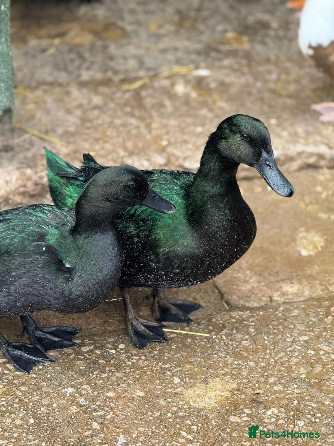 Ducks poultry for sale: Cayuga - Advert 2