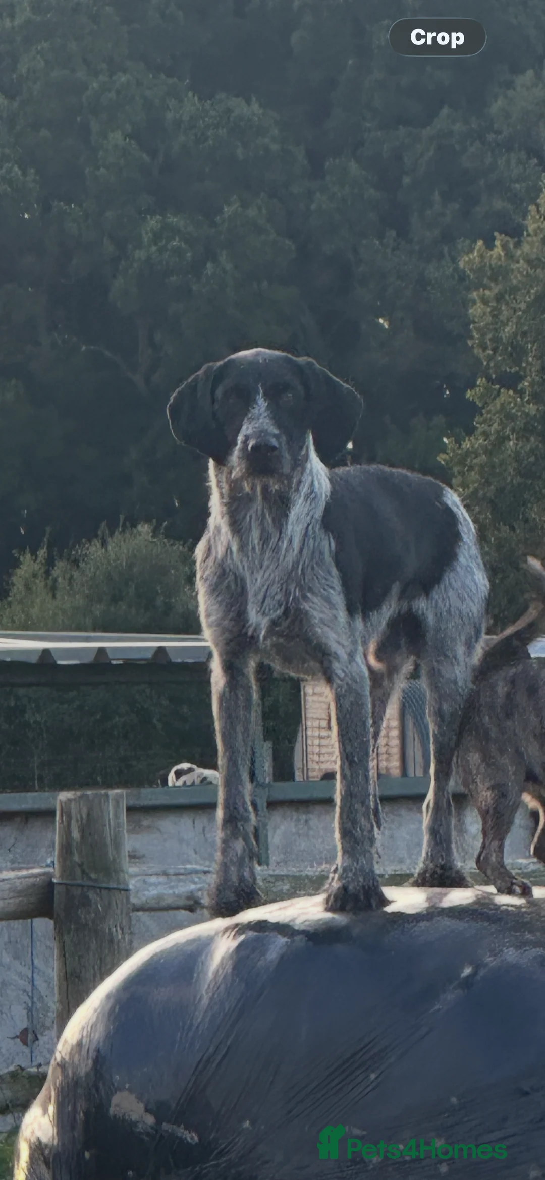 Mixed Breed dogs for sale: Frenchie x pointer  - Advert 4