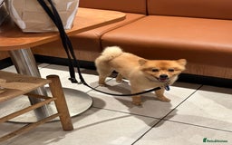 German Spitz dogs for stud: German Spitz Stud - Advert 6