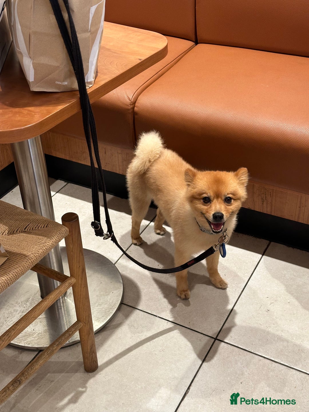 German Spitz dogs for stud: German Spitz Stud - Advert 6