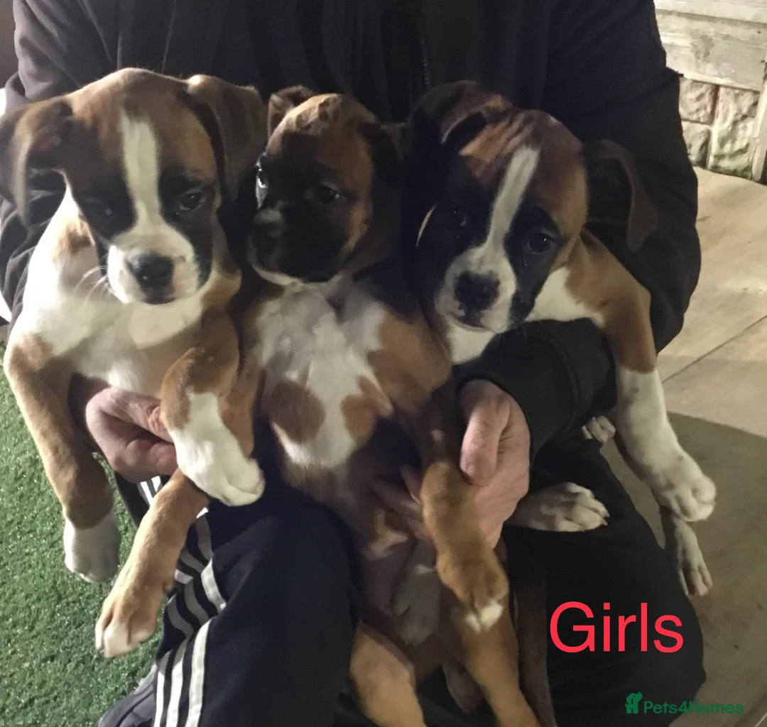 Boxer dogs for sale: Boxer puppies  - Advert 8