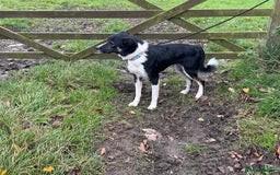 Border Collie dogs for sale: Border Collie  - Image 2