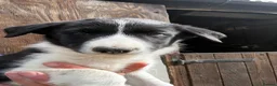 Border Collie dogs for sale: Border collies - Advert 4