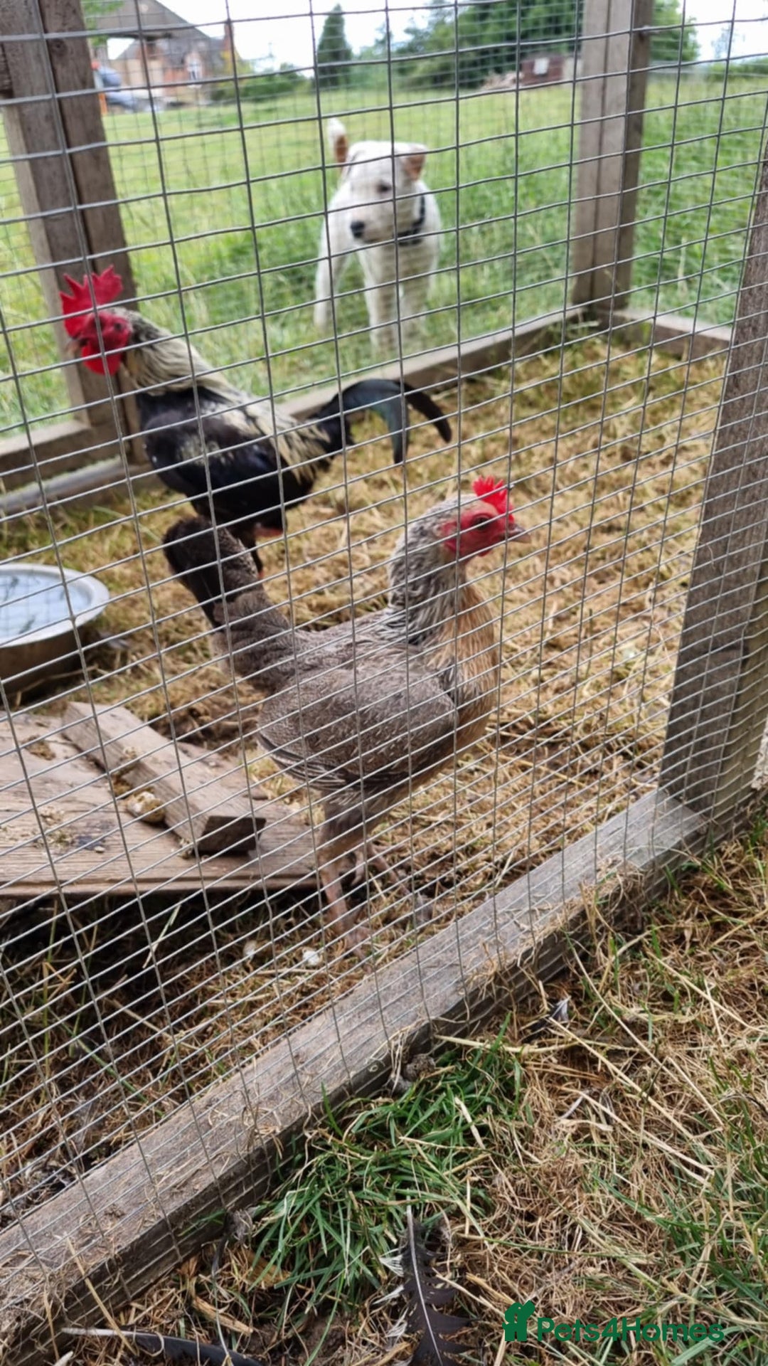 Chickens poultry for sale: Old English Game Bantams - Image 6