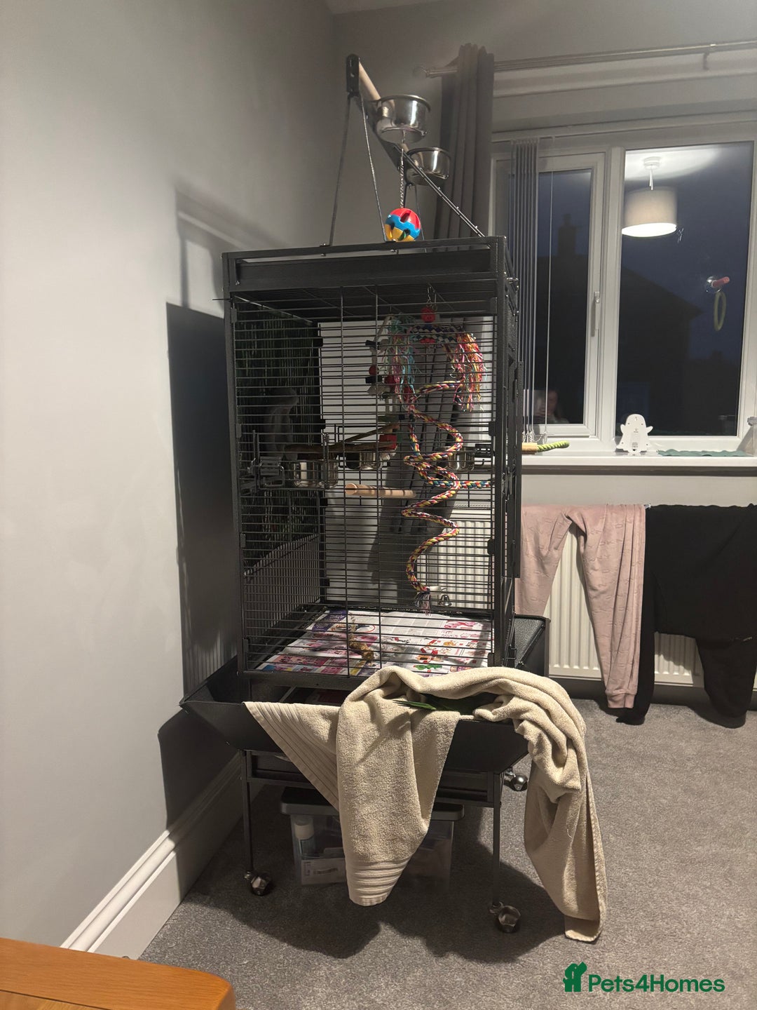 Parrots birds for sale: Rocky -Quaker  - Image 8