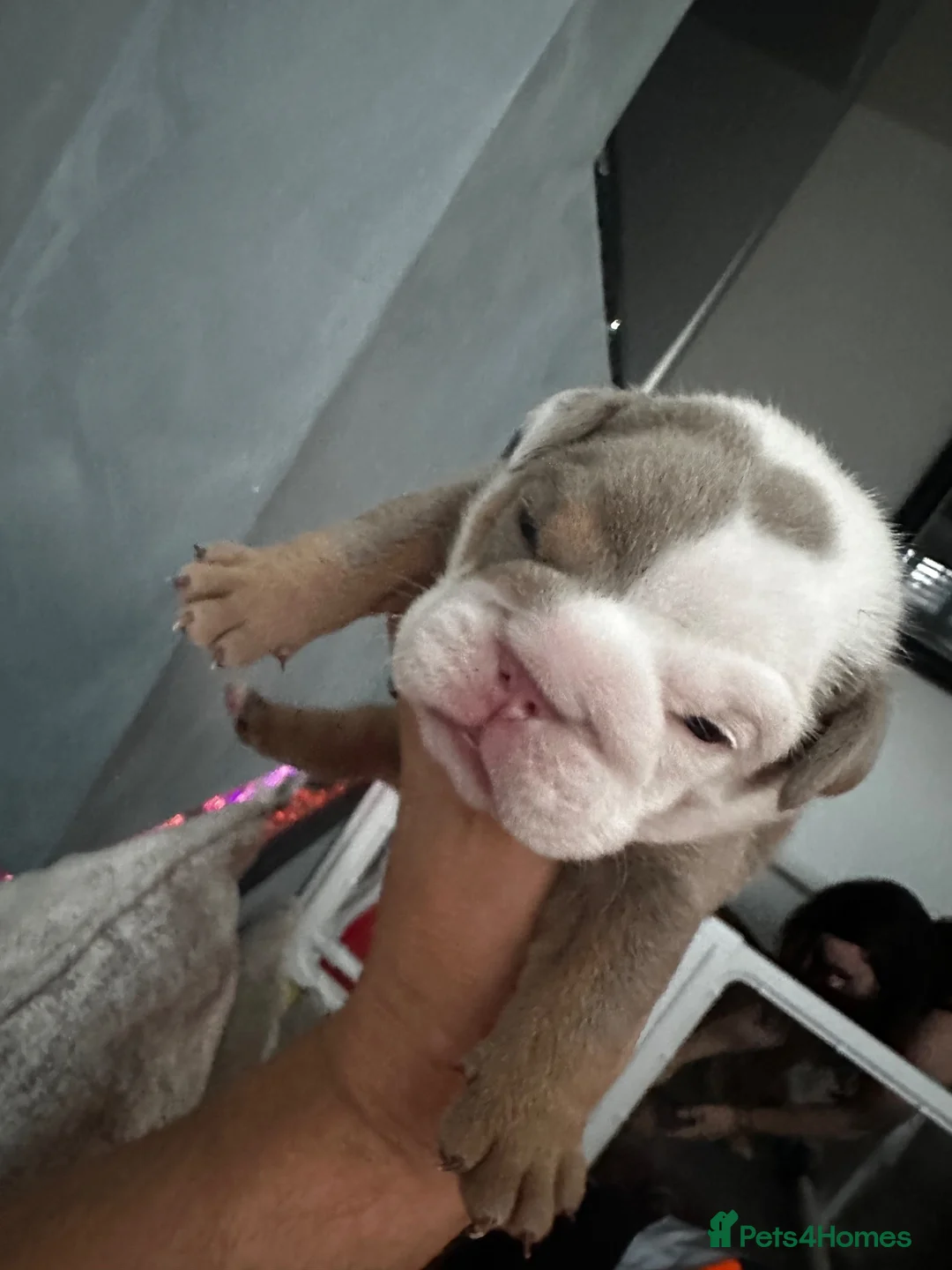 English Bulldog dogs for sale: 🍫Outstanding choc English bulldogs 🌟⭐️⭐️ - Advert 40