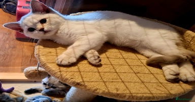 British Shorthair cats - Advert 9