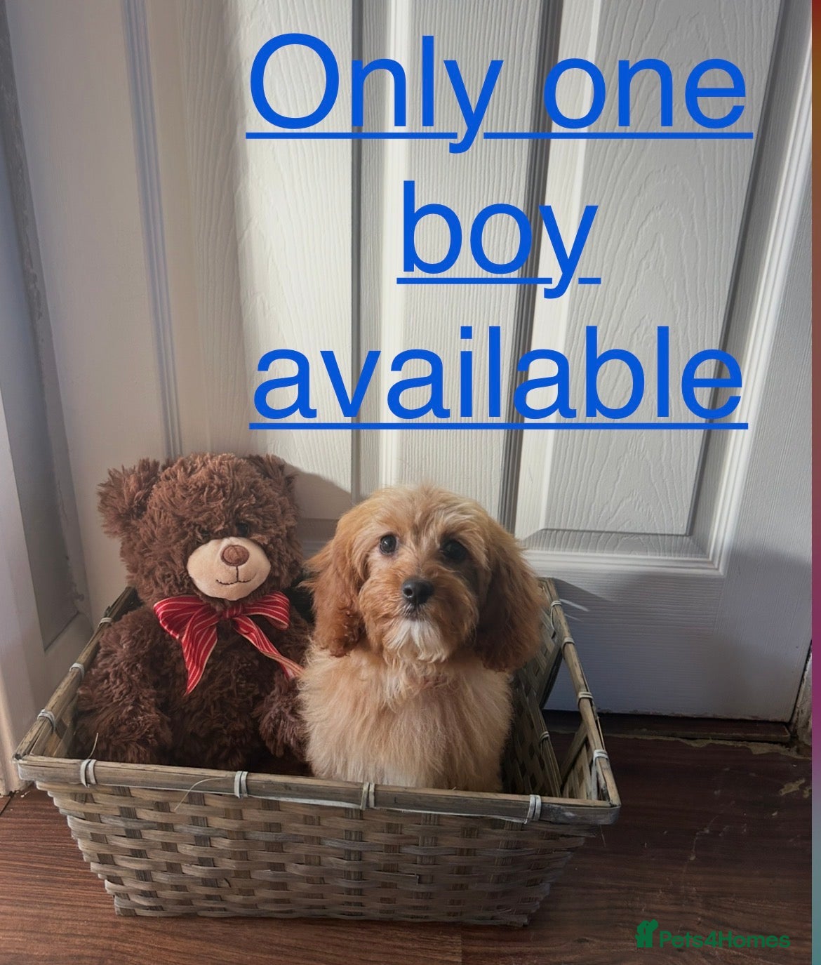 Cavapoo dogs Beautiful cavapoo puppies - Advert 1