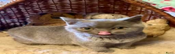 British Shorthair cats for sale: Ready Today GCCF Female - Advert 4