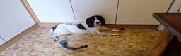 English Springer Spaniel dogs for stud: Beautiful Proven Springer Spaniel for stud. in Abertillery - Advert 21