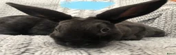 Rex rabbits for sale: Beautiful velvet mini Rex & Rex rabbits - Advert 14