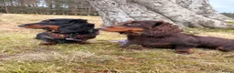 Miniature Dachshund dogs for sale: Rehoming 2 Adult Miniature Dachshunds  - Advert 1