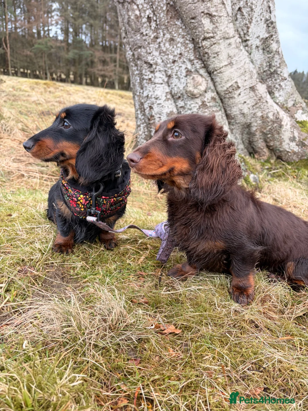 Miniature Dachshund dogs for sale: Rehoming 2 Adult Miniature Dachshunds  - Advert 1