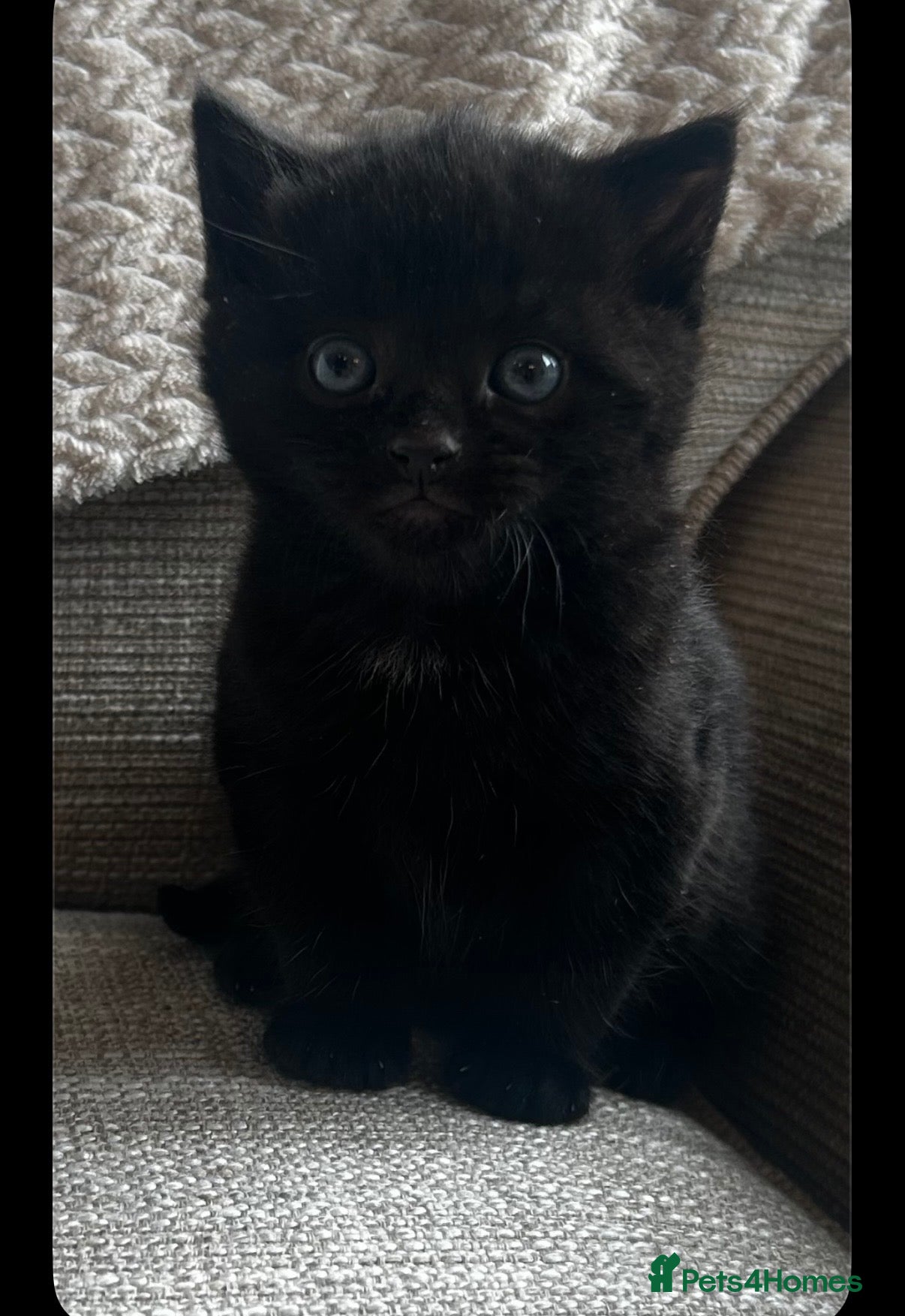 Russian Blue cats Mixed Russian blue black kitten 🩷 - Advert 2