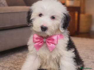 Old English Sheepdog dogs kc registered old english sheepdog girl puppy - Advert 3