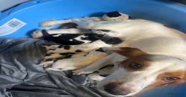 Sprocker dogs - Advert 4