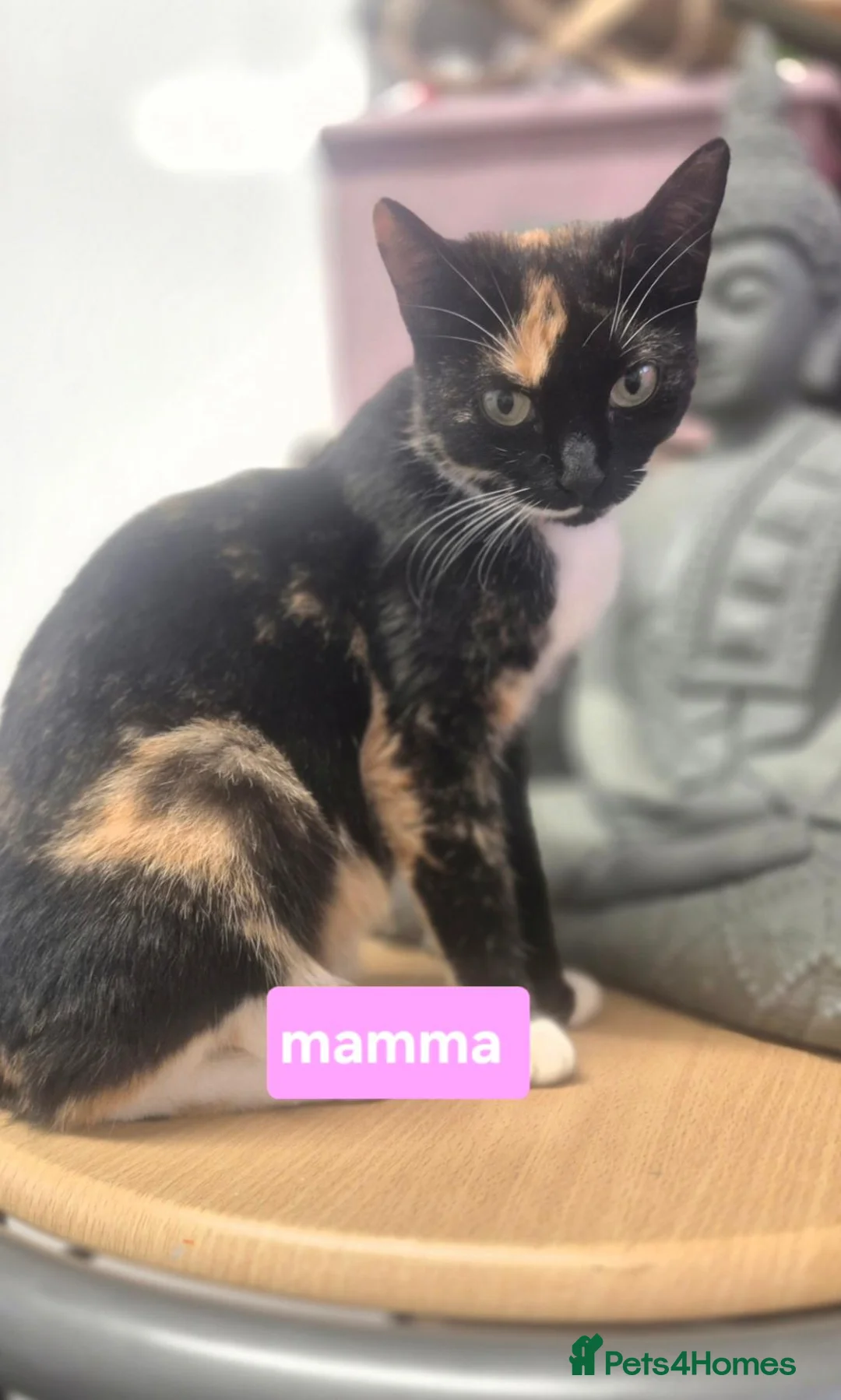 Mixed Breed cats for sale: Kittens 8 weeks old - Advert 2