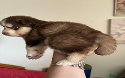 Pomsky dogs for sale: Champion bloodline f4 pomskys - Image 15