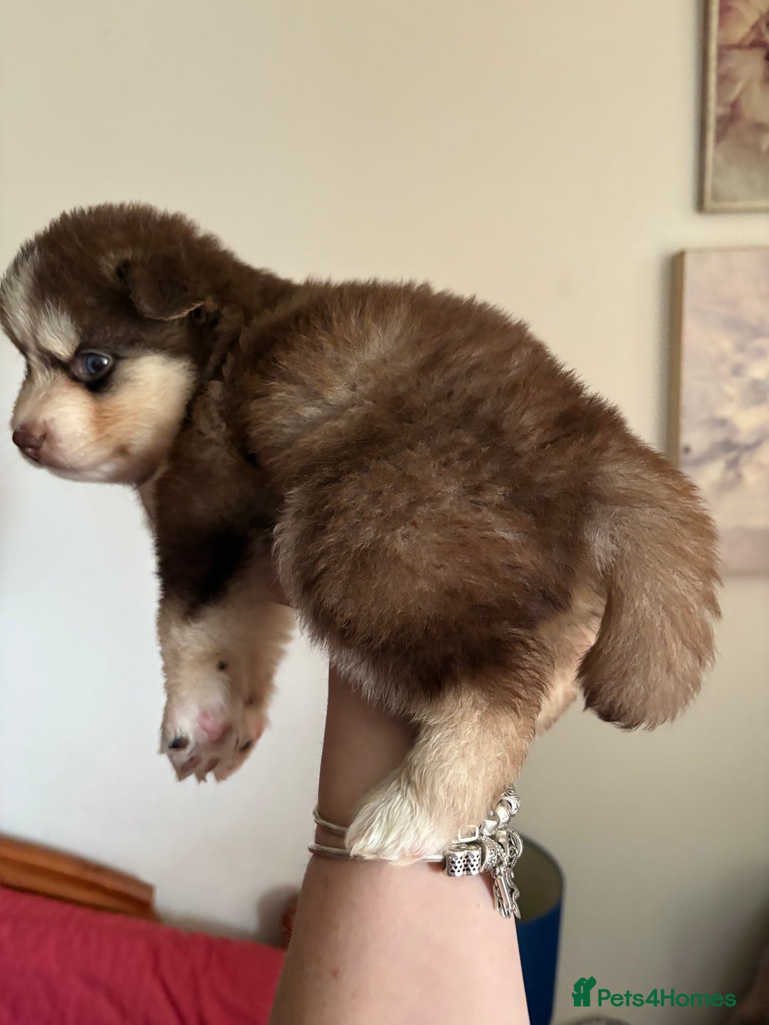 Pomsky dogs for sale: Champion bloodline f4 pomskys - Image 15