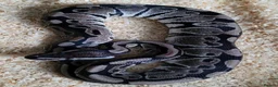 Mixed Breed reptiles for sale: Various snakes for sale - Advert 5