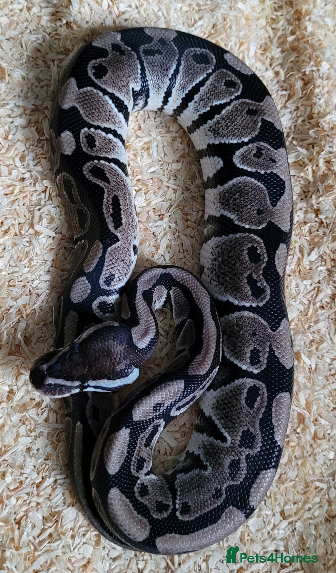 Mixed Breed reptiles for sale: Various snakes for sale - Advert 5