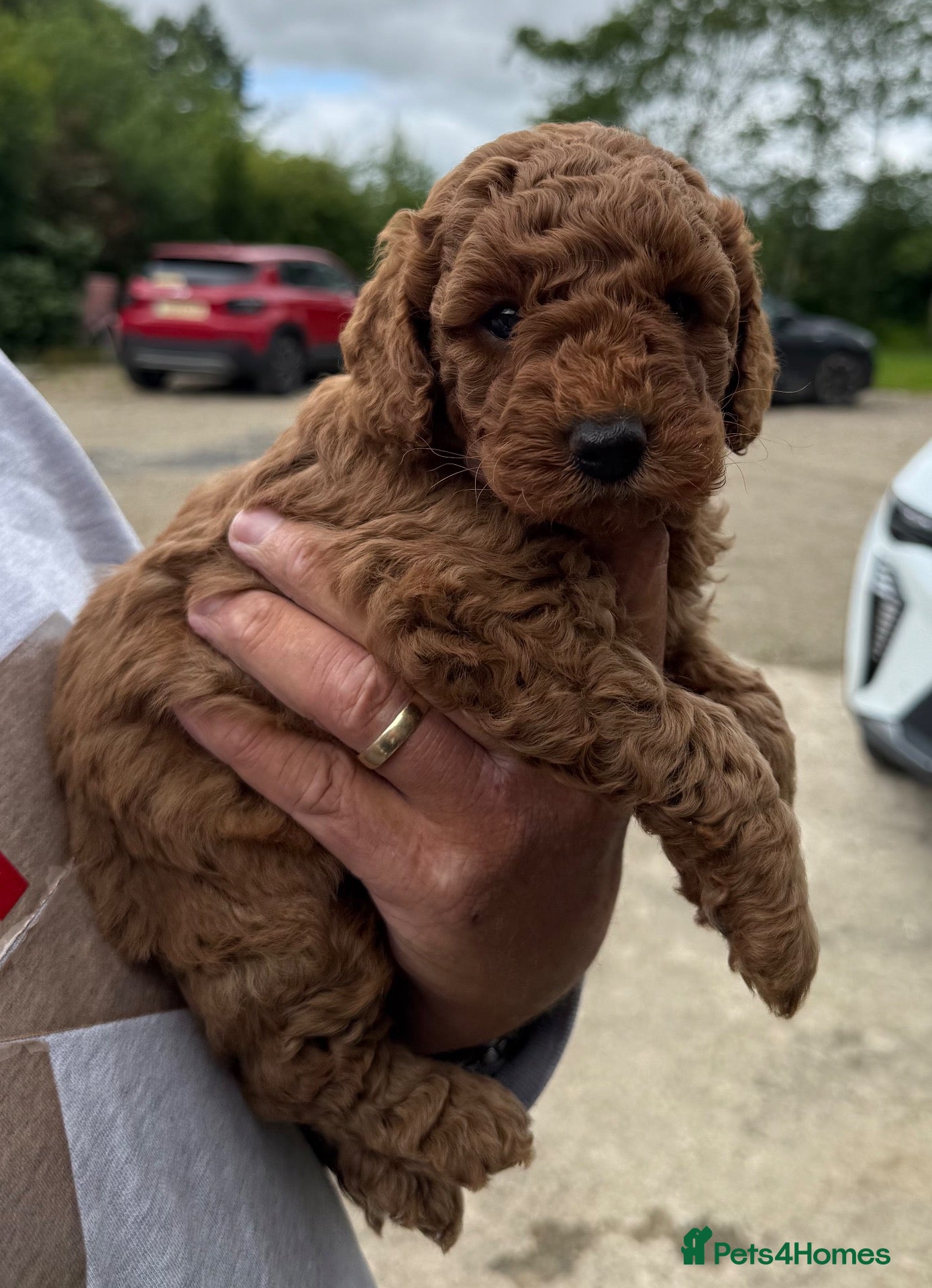 Maltipoo dogs Outstanding quality  **  maltipoo pups  - Advert 10