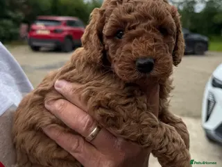 Maltipoo dogs Outstanding quality ** maltipoo pups - Advert 1