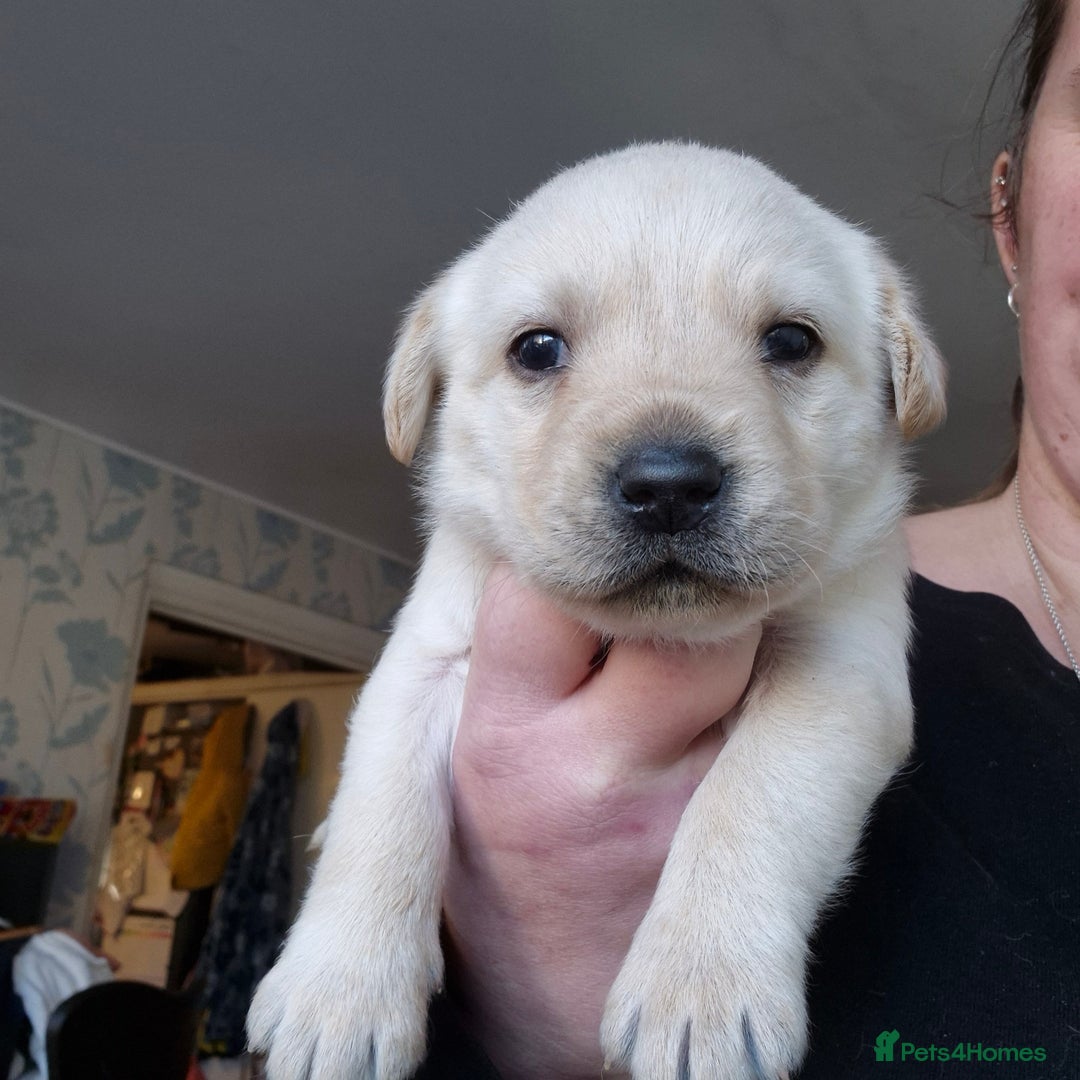 Labrador Retriever dogs for sale: 3 very chunky labrador puppies  - Advert 7