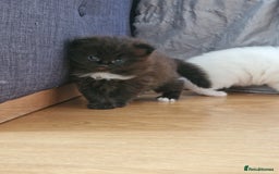 Mixed Breed cats for sale: Rare Norwegian Forest ×Ragdoll Kitten - Image 2