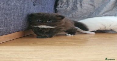 Mixed Breed cats - Advert 1