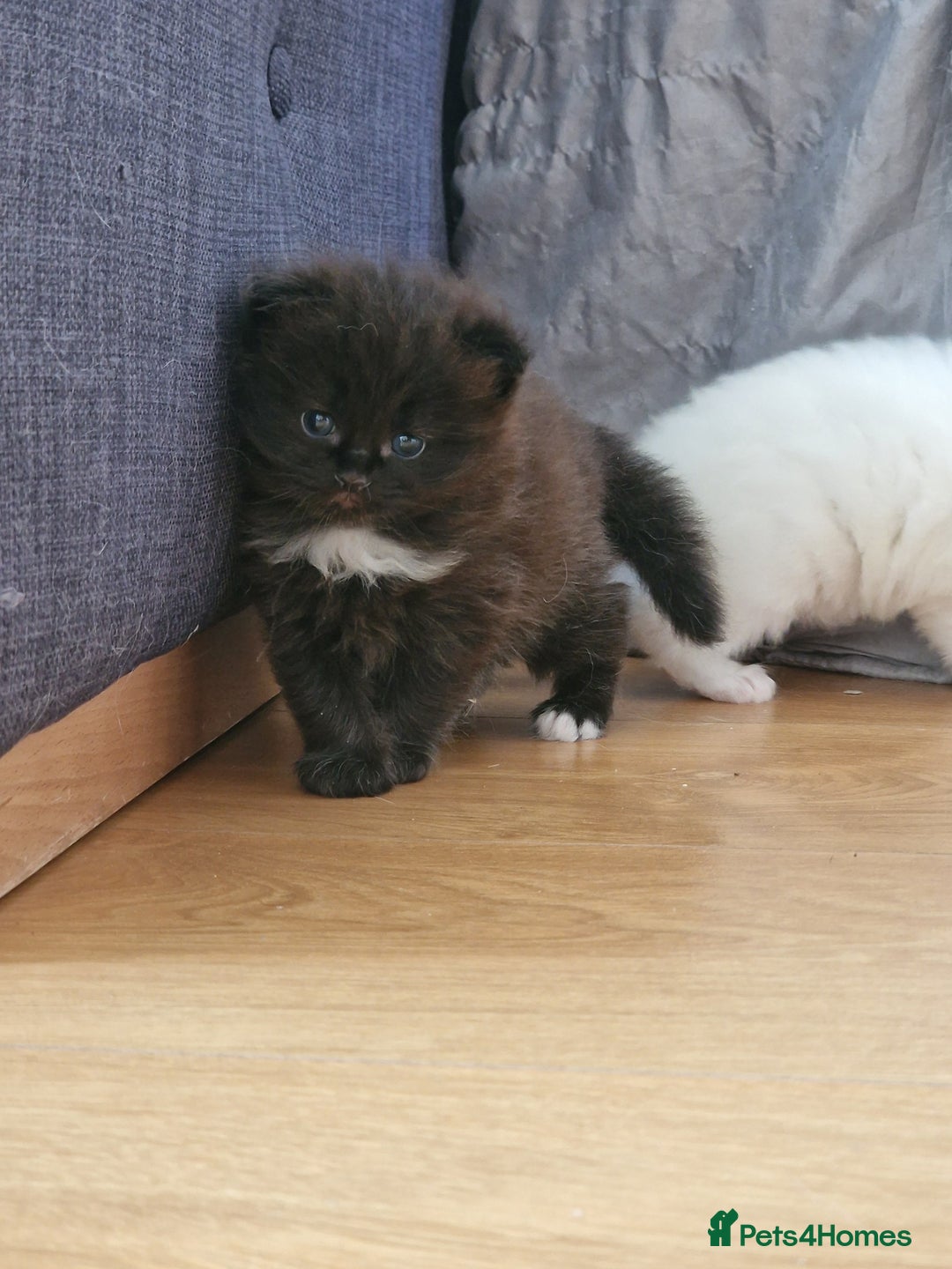 Mixed Breed cats for sale: Rare Norwegian Forest ×Ragdoll Kitten - Image 2