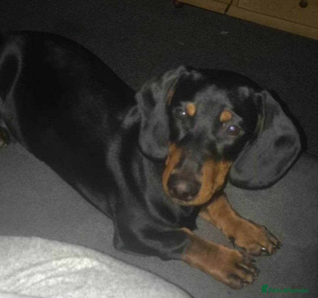 Mixed Breed dogs for sale: Doxiepoo Puppies For Sale  - Image 16