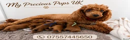 Cavapoo dogs for sale: 🧸F1 cavapoo temperament&health tested Kc parent🐻 - Advert 2