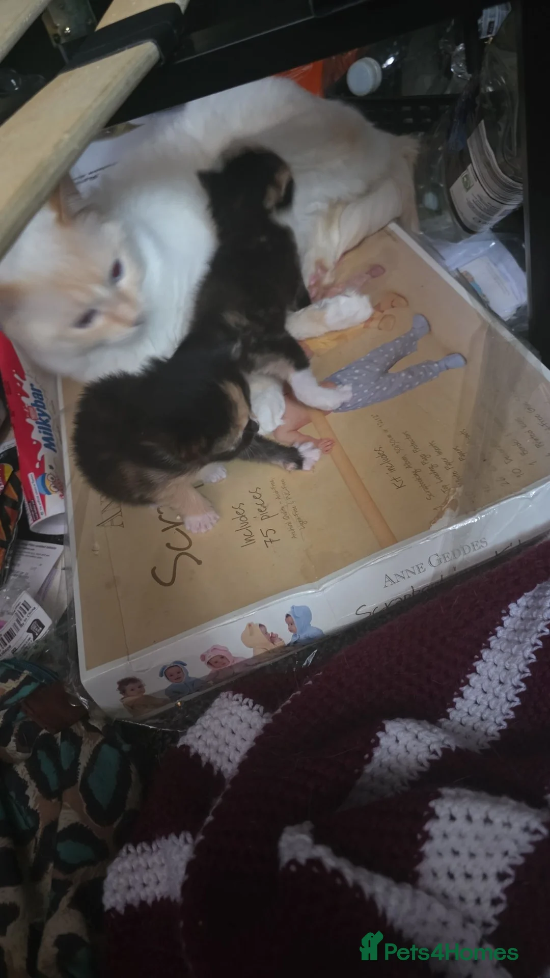Mixed Breed cats for sale: Ragdoll x calico  - Advert 12