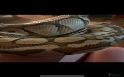 Python Snake reptiles for sale: Ball python with set up  - Image 5