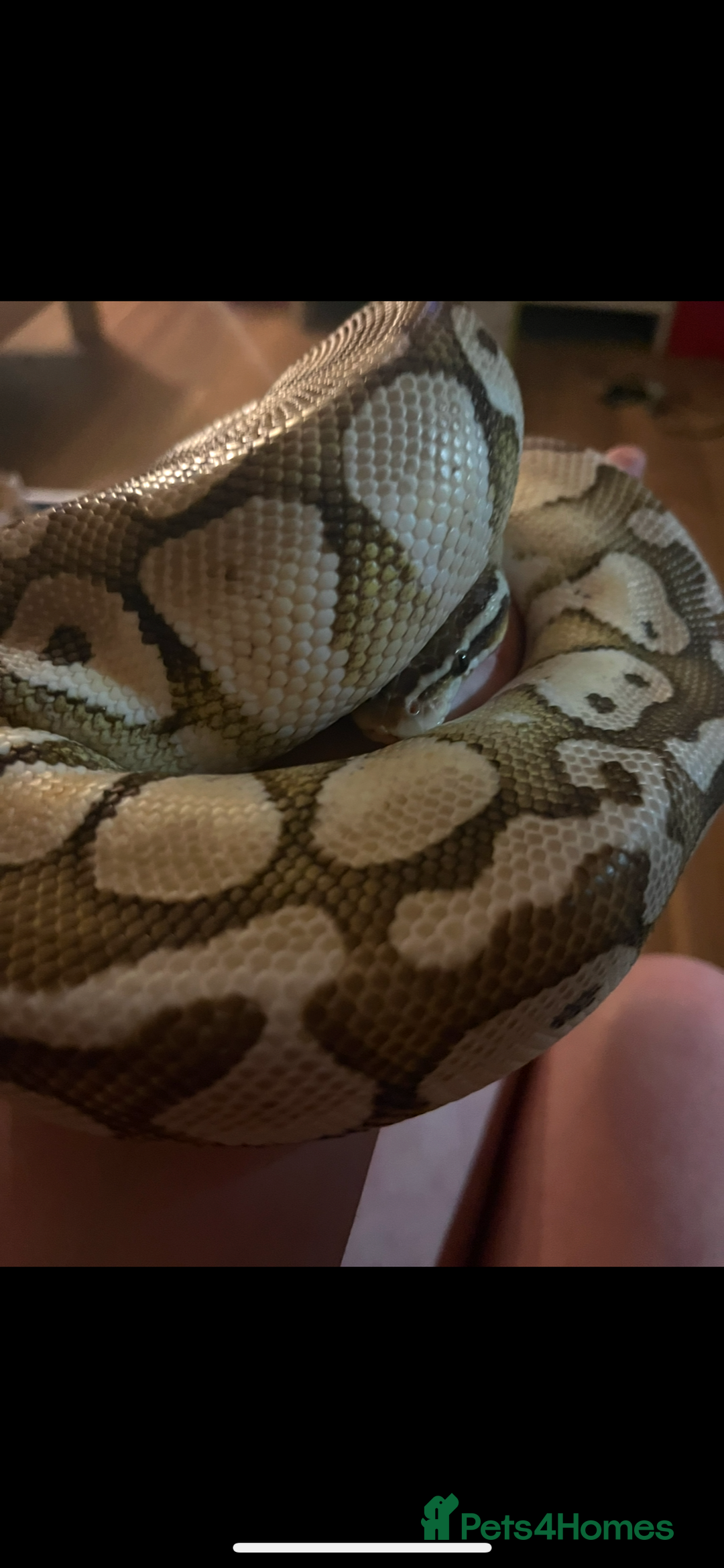 Python Snake reptiles for sale: Ball python with set up  - Image 5