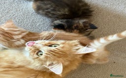 Mixed Breed cats for sale: One boy and one girl Kittens  - Image 2