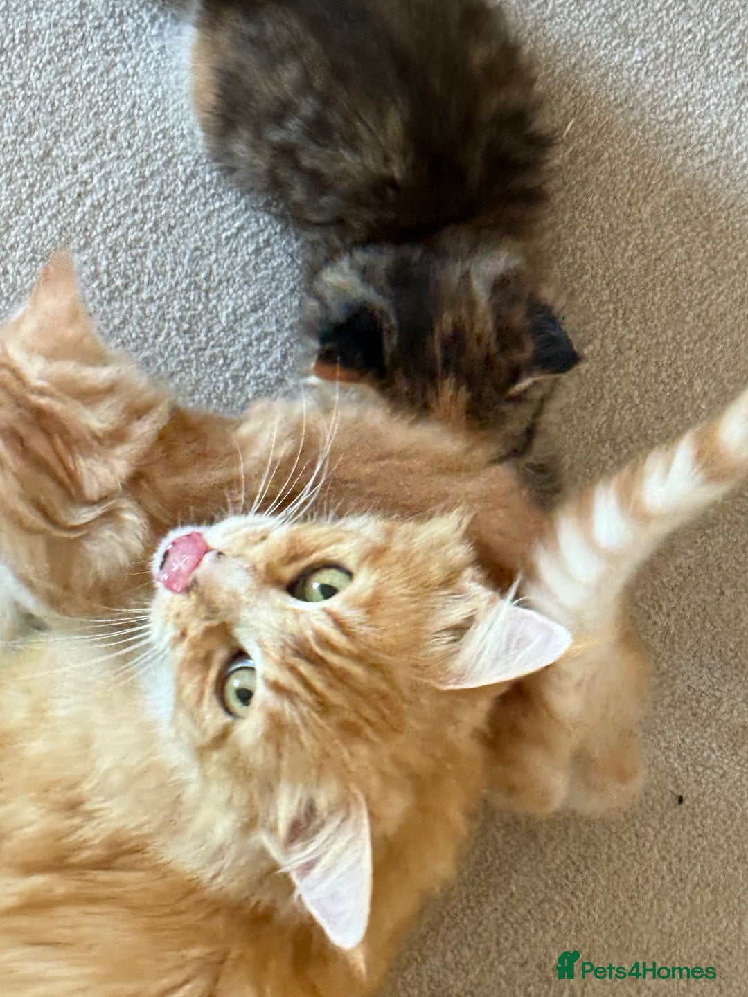Mixed Breed cats for sale: One boy and one girl Kittens  - Image 2