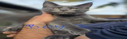 Maine Coon cats for sale: Xxl maine coon kittens  - Advert 7