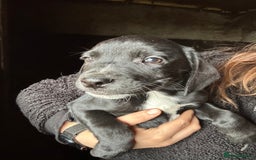 Mixed Breed dogs for sale: Beautiful litter of puppies. Mixed breeds❤️ - Image 13